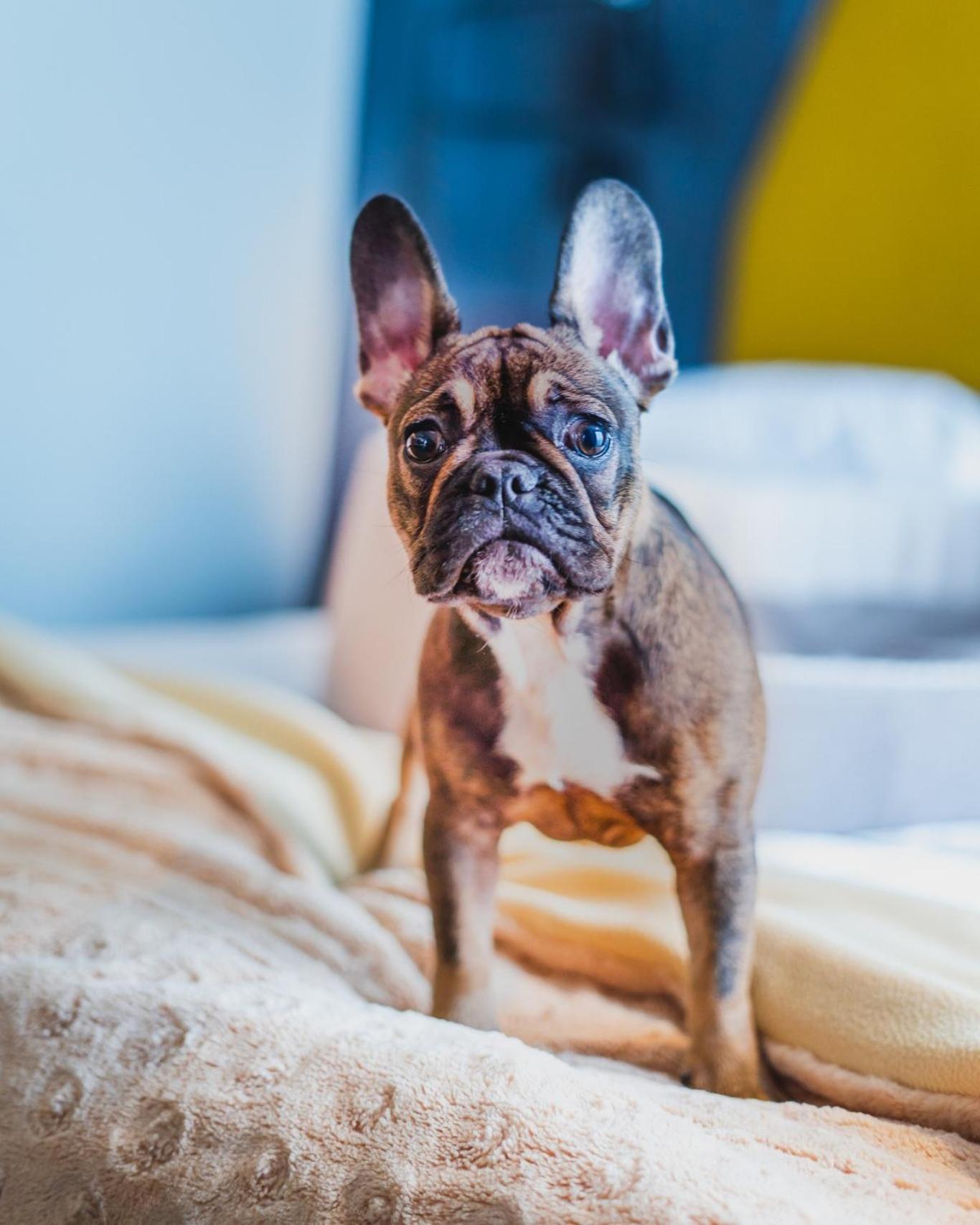 Hotel Bristol Tradition And Luxury Rzeszów Exterior foto French Bulldog